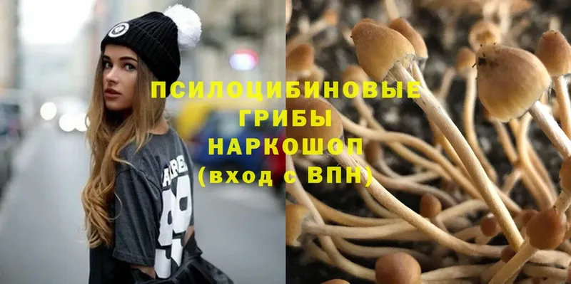 Галлюциногенные грибы Psilocybine cubensis Дудинка